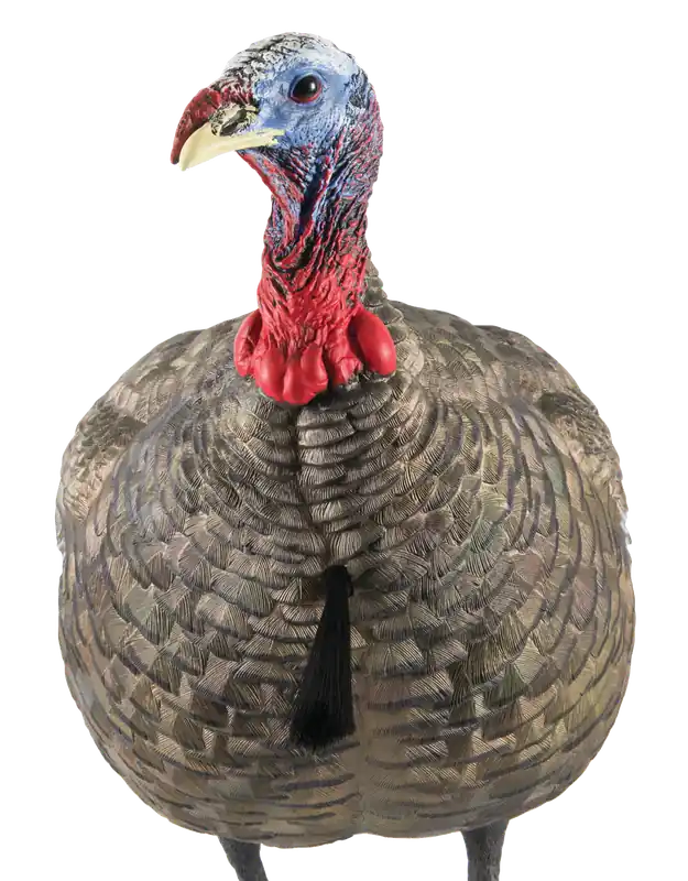 Avian X LCD Quarter-Strut Jake Turkey Decoy - Multi-Color Dura-Rubber