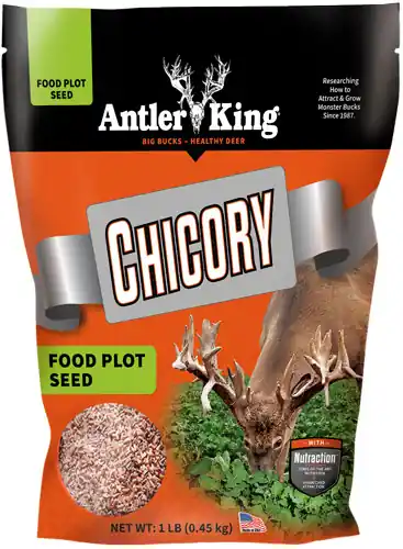 Perennial Antler King Chicory 1 lb Bag - 1/4 Acre Coverage